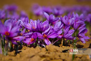 ایران زیباست - برداشت زعفران