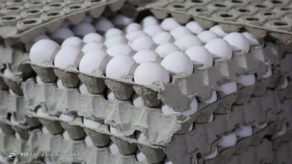 قیمت مصوب جدید تخم مرغ به زودی اعلام می&zwnj;شود