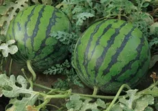 محدودیت برای صادرات محصولات جالیزی