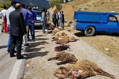 برخورد خودرو با گله باعث تلف شدن ۲۸ راس گوسفند شد