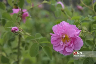 گل محمدی