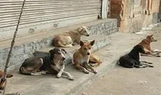 آزار حیوانات را به پلیس گزارش دهید