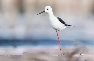 435345