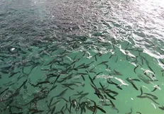بهره‌برداری از نخستین کشتی حمل بچه ماهی زنده در جنوب کشور