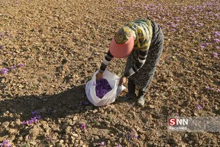 زعفران