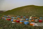 زنبور