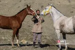 اسب ترکمن