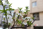 چند قدم مانده تا بهار