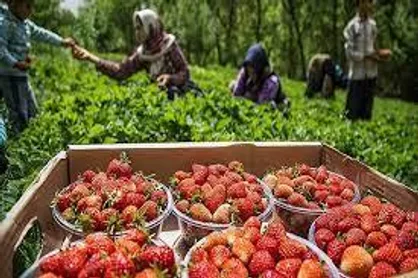 فراخوان طراحی و توسعه راهکار تنظیم&zwnj;گری وزارت جهاد کشاورزی