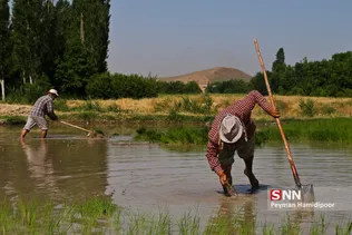 شالی برنج بجنورد