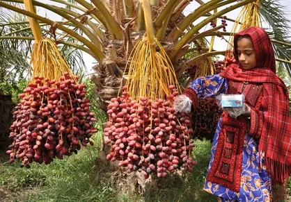 برداشت خرما در سیستان و بلوچستان از مرز ۱۵۰ هزار تن فراتر رفت