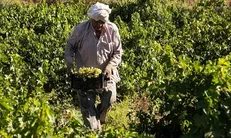 یک‌میلیون روستایی و کشاورز در دولت سیزدهم بیمه شدند