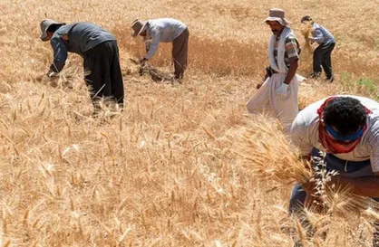 دولت ۱۵۶ همت طلب گندم&zwnj;کاران را پرداخت کرد
