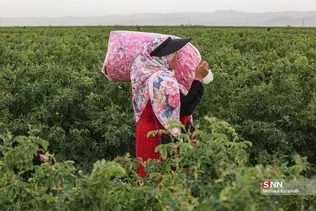  برداشت گل محمدی در قم 