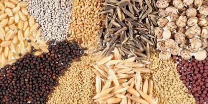 تداوم خرید بذر&zwnj;های مادری و گواهی شده در استان سمنان؛ تاکنون ۱۹۷ تن بذر خریداری شده است