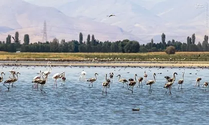 حق آبه تالاب بین المللی کانی برازان رهاسازی شد