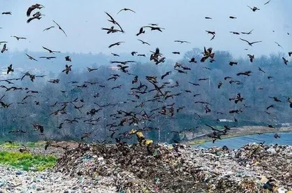 یک هزار تن زباله در ۲۴ ساعت گذشته از بابل جمع&zwnj;آوری شد