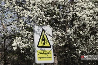 بهار شکوفه ها 