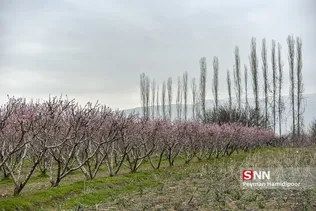 شکوفه