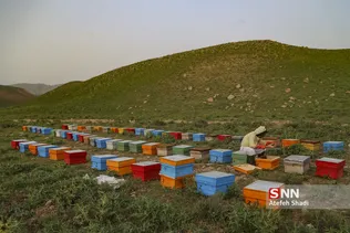 زنبور