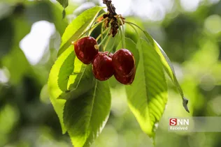 برداشت گیلاس