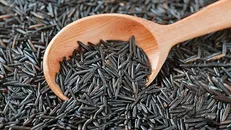 خواص شگفت انگیز برنج سیاه چیست؟