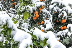 ۱۵ تا ۲۰ درصد محصولات باغی گلستان در یخبندان و سرمای هوا از بین رفت