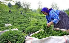 آغاز خرید تضمینی برگ سبز چای از چایکاران