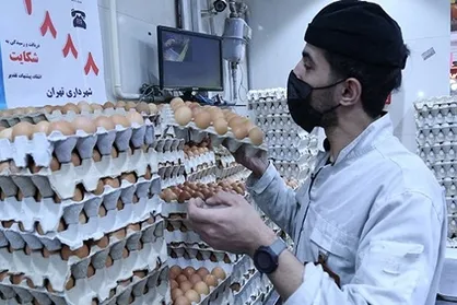 خبر وزیر جهاد کشاورزی درباره اصلاح قیمت مرغ و تخم&zwnj;مرغ