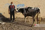 بازار دام