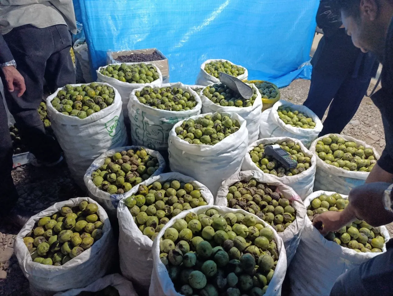 گردو گردو
