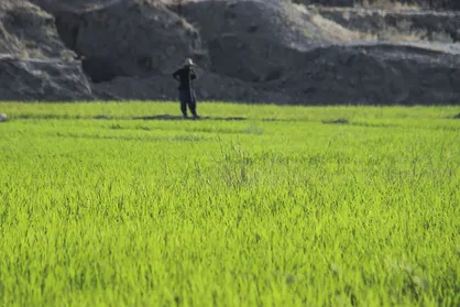 شایق: کشت برنج برای خوزستانی&zwnj;ها جذابیت دارد/ الگوی کشت وزارت جهاد قابل اجرا نیست