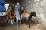واکسن ذام