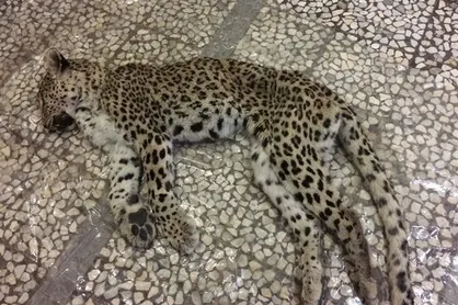 پلنگ تندوره جان خود را از دست داد