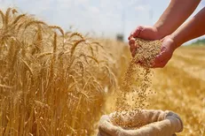 تحول در زنجیره ارزش گندم چهارمحال و بختیاری