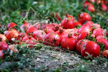 برداشت ۱۲۰ هزار تن انار توسط دست&zwnj;های پر برکت کشاورزان یزدی