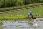 شالی