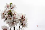 چند قدم مانده تا بهار