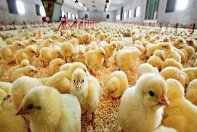 جوجه‌ریزی بیش از ۱۱۶ هزار قطعه در مرغداری‌های گچساران طی دو ماه