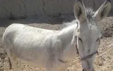 عامل بریدن گوش خر شناسایی شده، اما فراری است