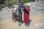 اسب