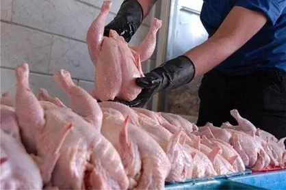سالمی: توزیع مرغ بسیار بیشتر از نیاز روزانه شهر تهران است