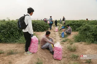  برداشت گل محمدی در قم 