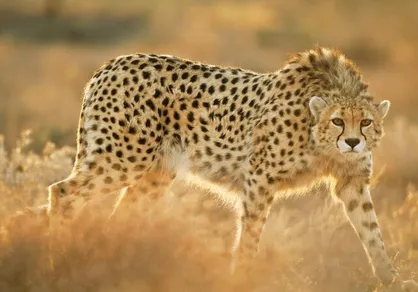 حفاظت از زیستگاه یوزپلنگ اولویت اصلی ماست/ ایجاد یک جمعیت در اسارت برای حفظ ژنوم یوز