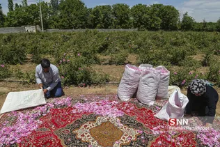 گل محمدی