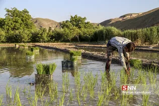 شالی برنج