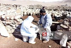واکسیناسیون یک میلیون و ۴۰۰ هزار راس دام علیه تب برفکی در خراسان جنوبی
