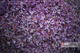 برداشت زعفران در شهرستانهای تربت حیدریه و زاوه