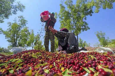 سیلی سرخ بازار بر صورت یاقوت سرخ کویر / چرا عناب خراسان جنوبی وارد بورس نمی شود؟