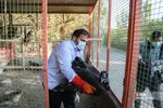 رهاسازی ۹ قطعه پرنده شکاری و آبزی در تالاب بهشت معصومه